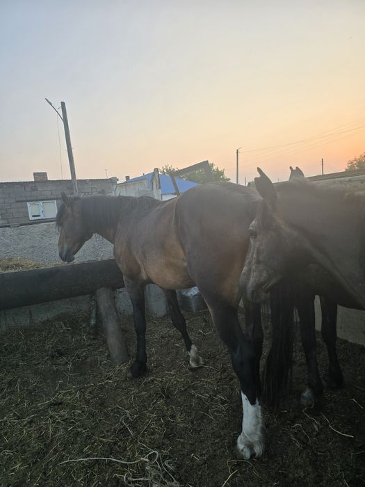 Продам жеребца новоалтайская