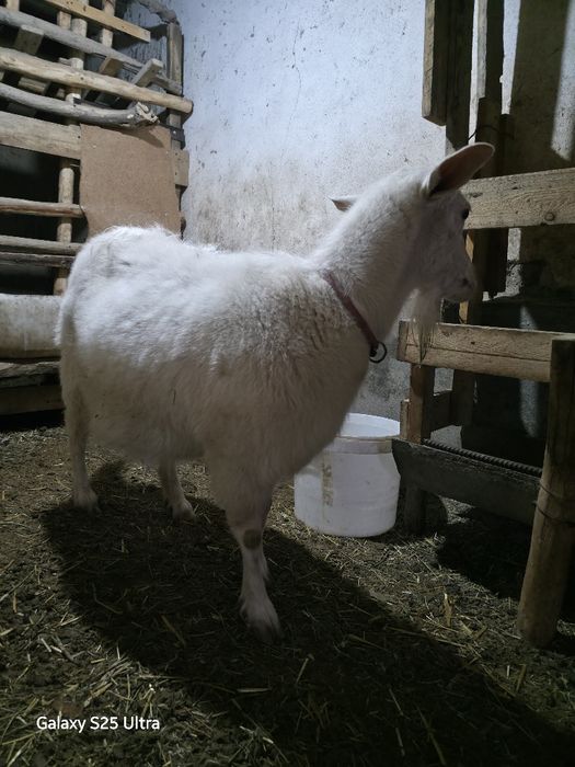 Эчки Коза продаётся