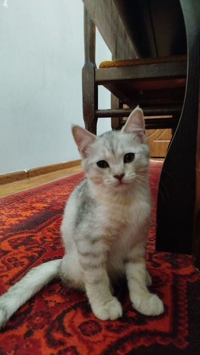 Продаются котята