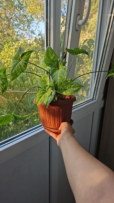 Комнатные растения от 2000