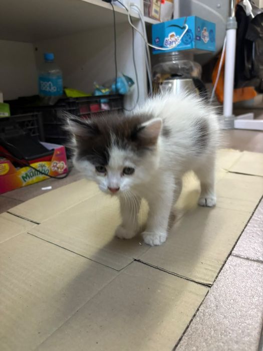 Отдам котенка, мальчик