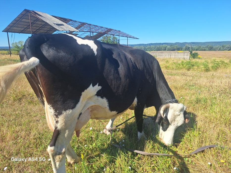 Vând vaca  gestantă