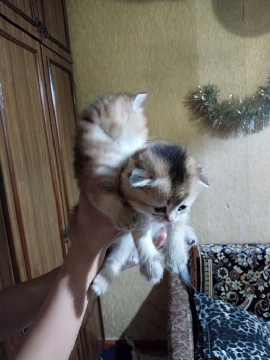 Золотая шиншилла