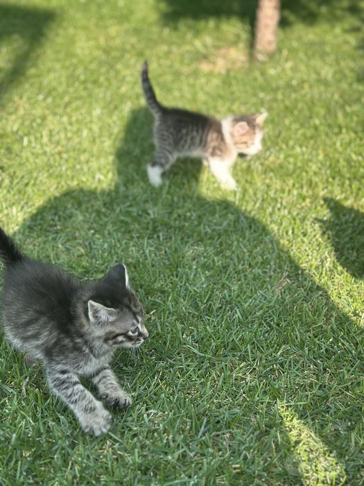 Котята 2,5 месячные