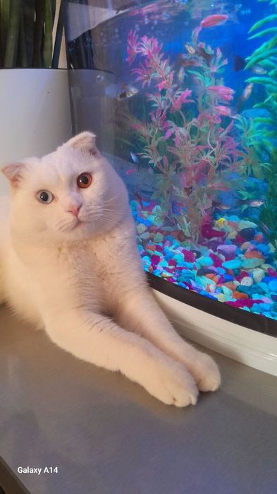 Кошка скотиш фолд малчик