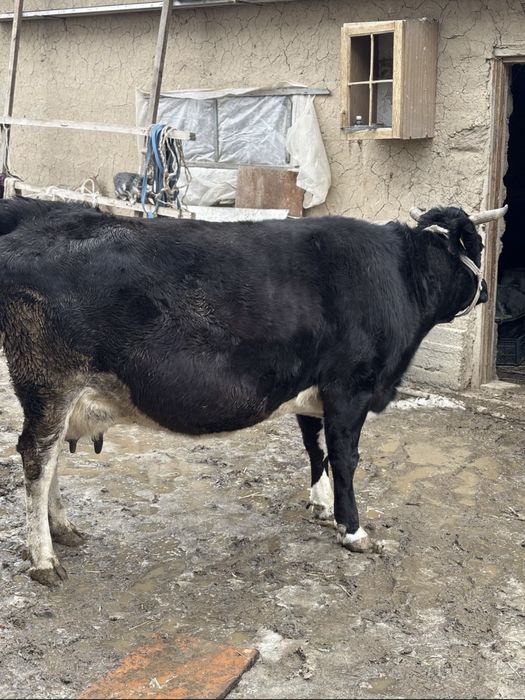 Продается Корова хороший спокойный