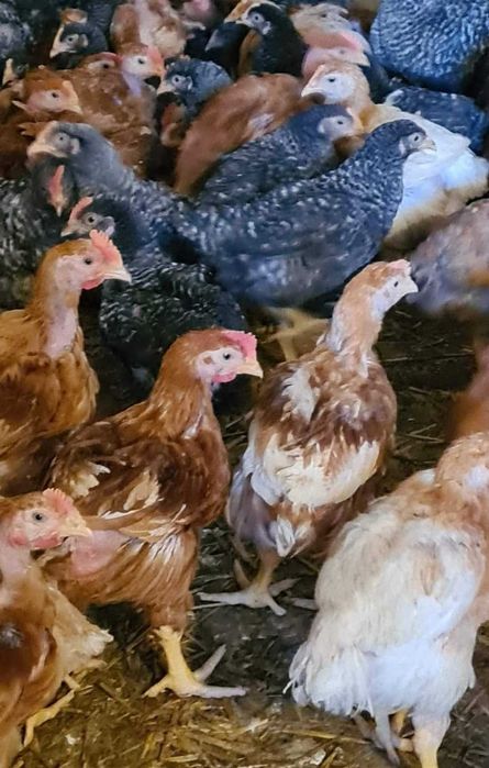 Ferma pui rasa mixta pui alb