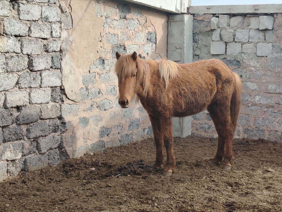 Кунан сатылады саудасы бар