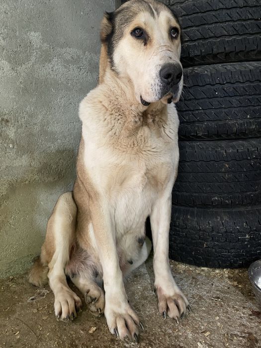 Femela asia centrala