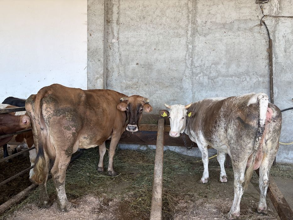 Vand  o vaca bruna si una baltata