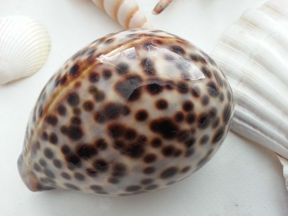 Морска красота за декорация