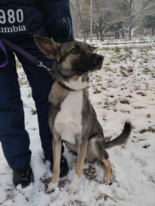 Собака, кабель, дворняга ищет дом