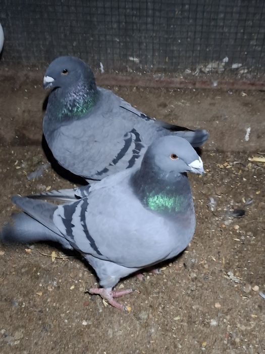 Porumbei Americani de vanzare