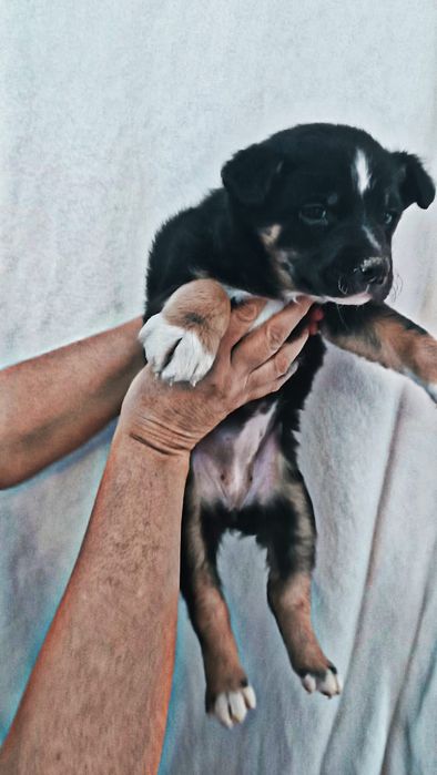 Красотки девочки щенки