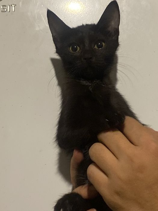 Отдам котяток в хорошие ручки.