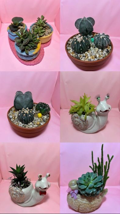 Композиции из суккулентов