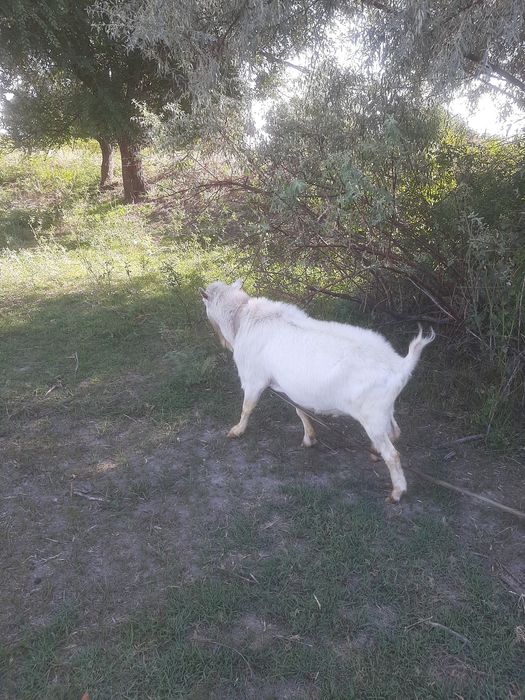 Ешкі жас мал сатылады, қолға үйренген