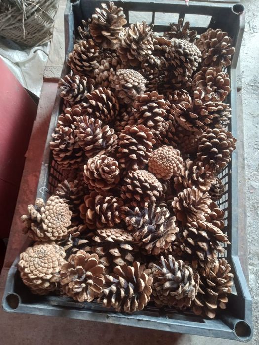 Conuri pentru ornamente