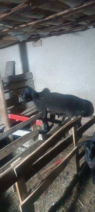 Qoʻchqorla sotiladi