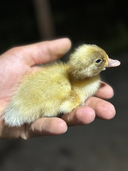 Rossiya bitiruvchilari bilan jinsiy aloqa