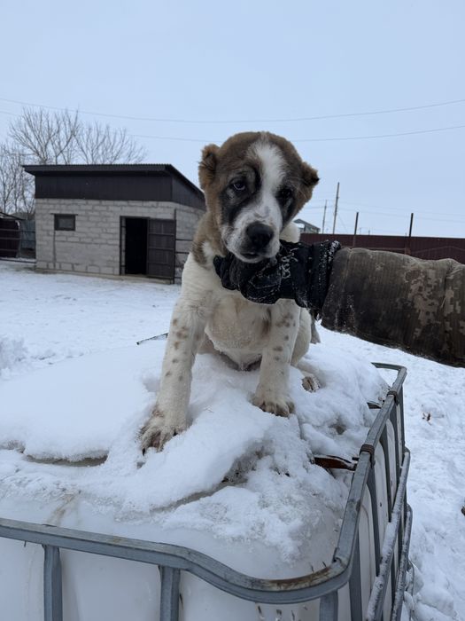 Продам щенка алабая кабель 3 мес