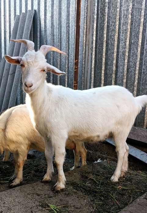 Коза Зааненская (молочная)