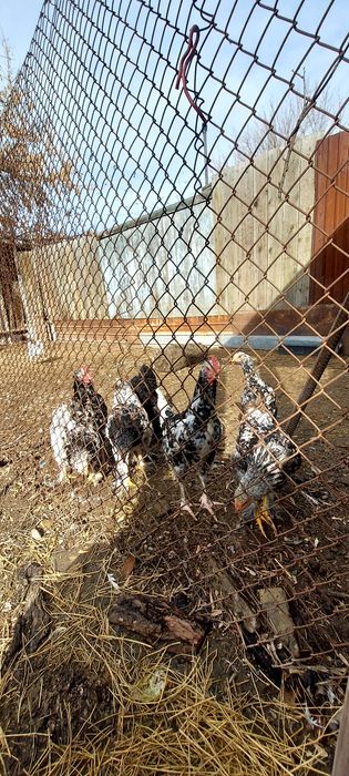 Продам цыплят. Порода .