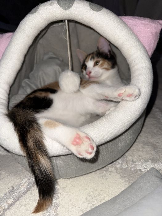 Отдам в добрые руки