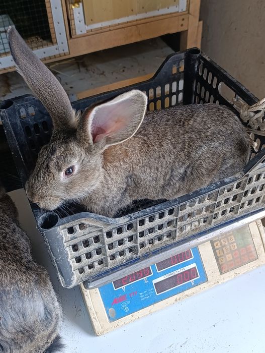 Ferlandir quyon bolasi sotiladi. 4 ta sames bor 3 ta samka