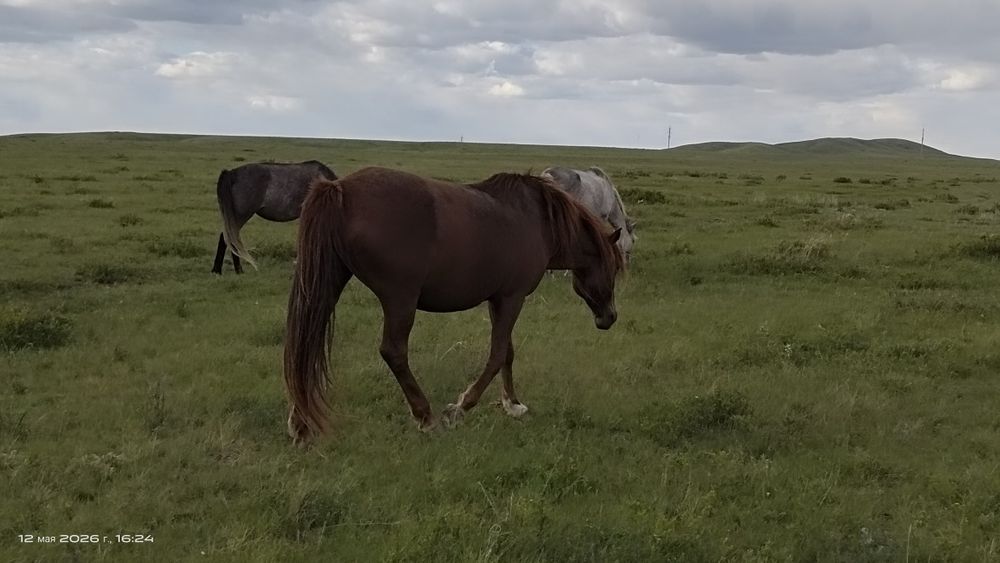 Ту бие(қысыр бие) Кабыла