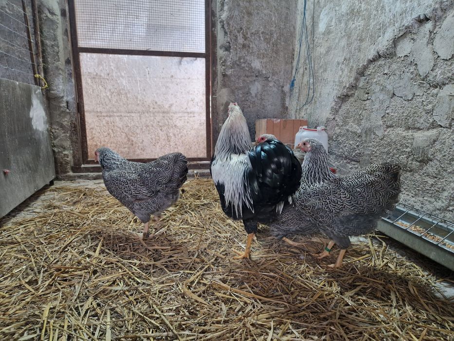 Wyandotte pitic argintiu cu benzi duble