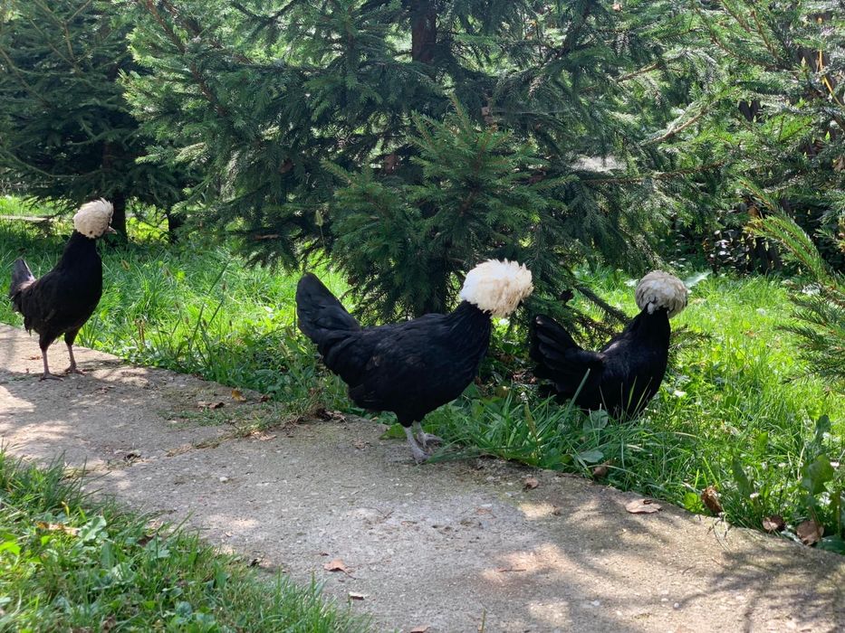 Motata Olandeza de vanzare