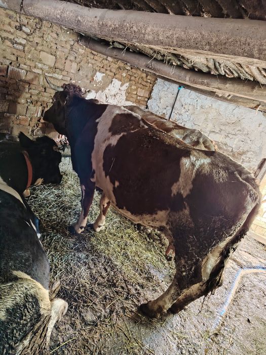 Vaca de vanzare  Bălțata