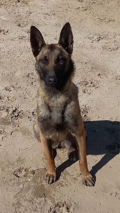 Белгийская овчарка малинуа