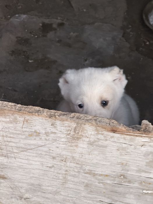 Алабайдын кушуктери сатылады