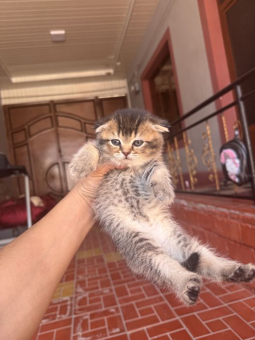 Sotiladi zalatoy shinshila otasi onasi fold