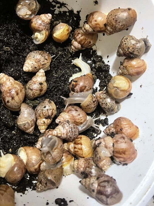 Улитки ахатин в продаже