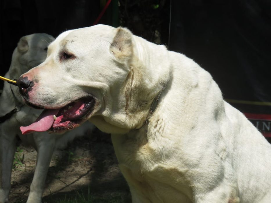 Резерв на щенков САО алабай