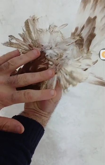 Продам голубей...