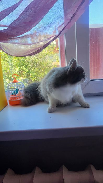Молодой котик в добрые руки