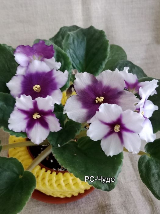 Фиалки сортовые цветущие