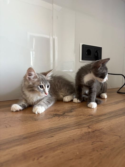 Отдам в добрые руки котят