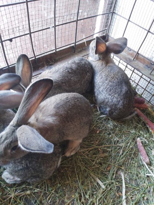 iepuri urias german belgian