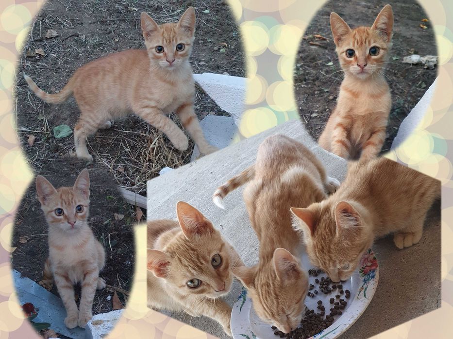 Малки котета – различни шарки