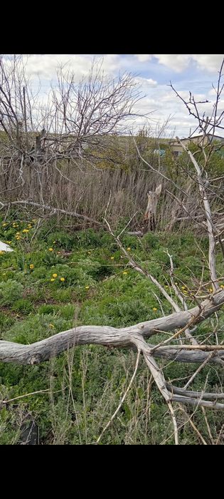 Дрова яблони для шашлыка или копчения