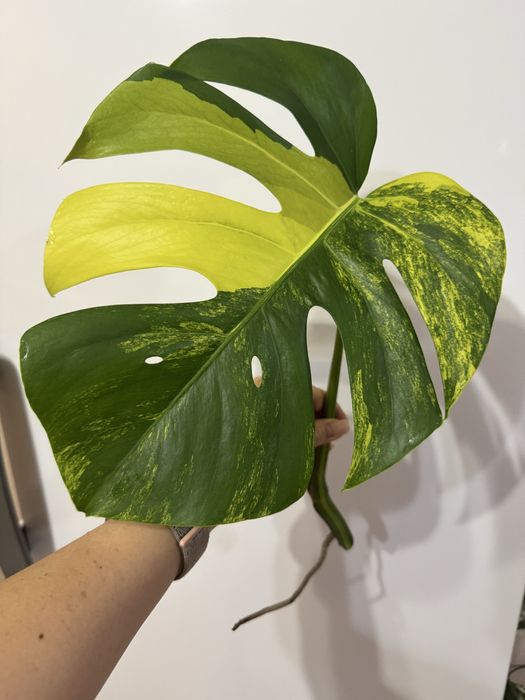 Монстера Желтая Yellow