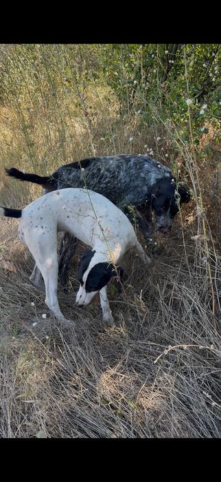 Donez caine de vanatoare pointer /aret/aport