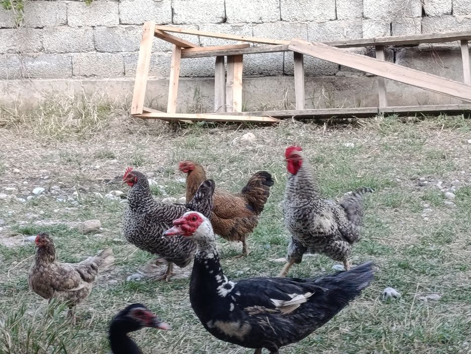 Продам идаутку ,