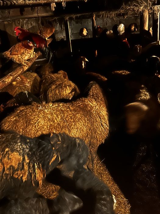 Койлар сатылады козыларымен