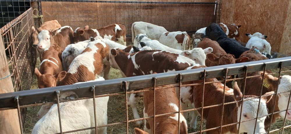 Vând vitei 2-8 saptamani